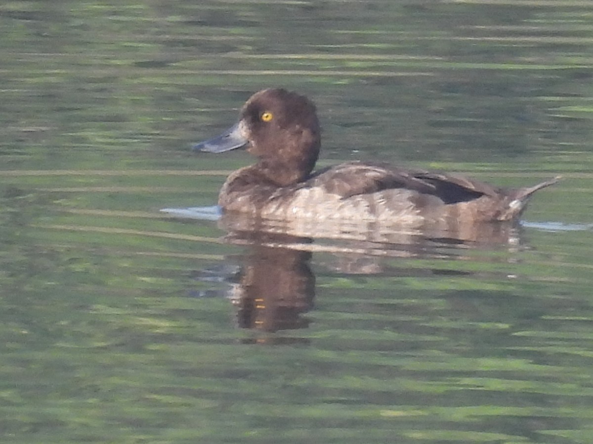 Tufted Duck - ML386945241