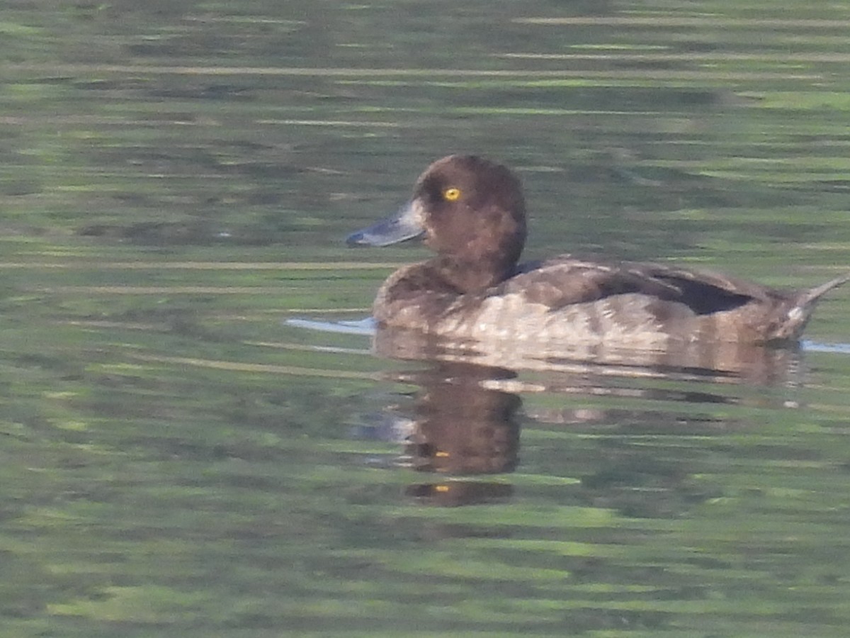 Tufted Duck - ML386945251