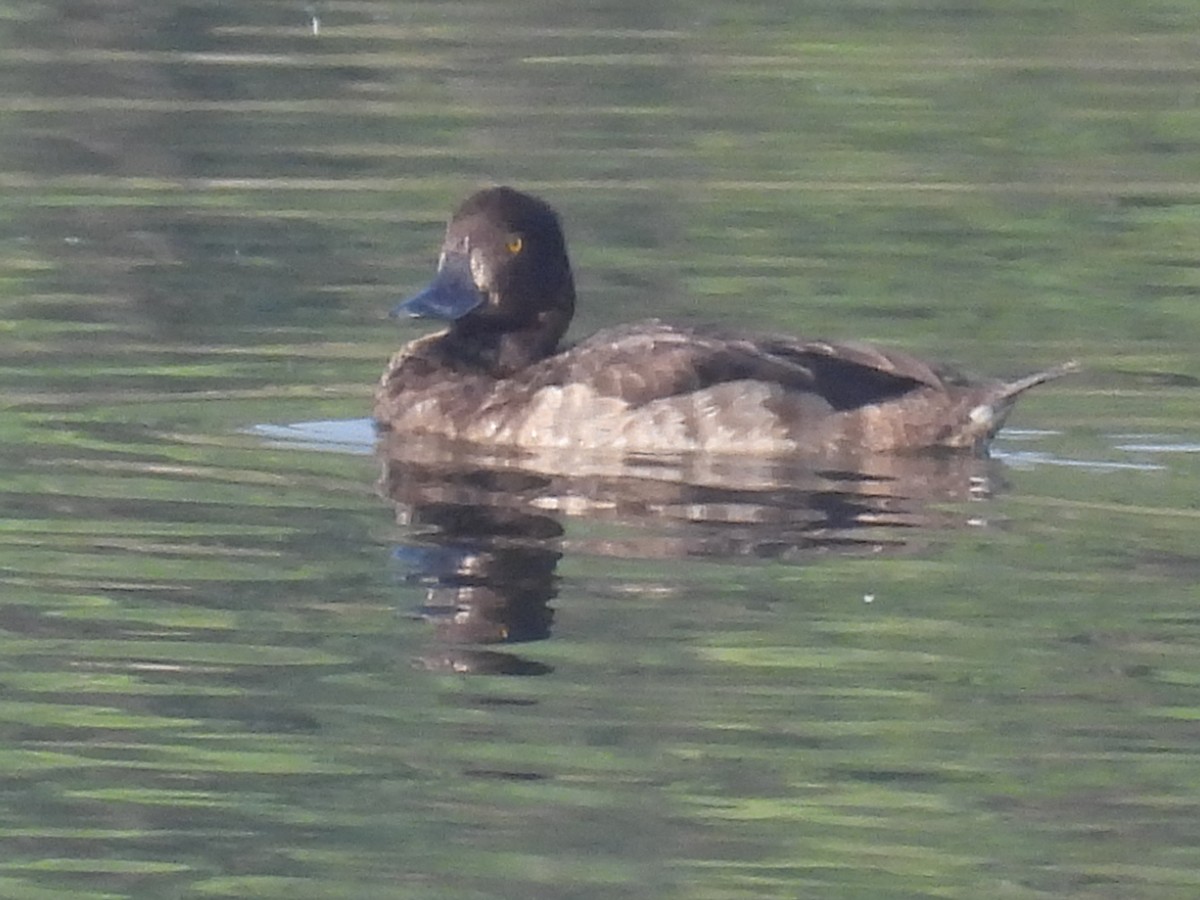 Tufted Duck - ML386945261