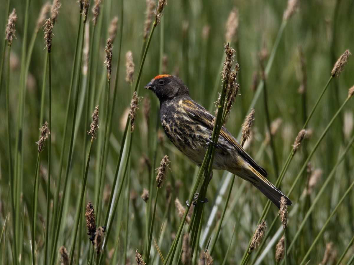 Fire-fronted Serin - ML386946811