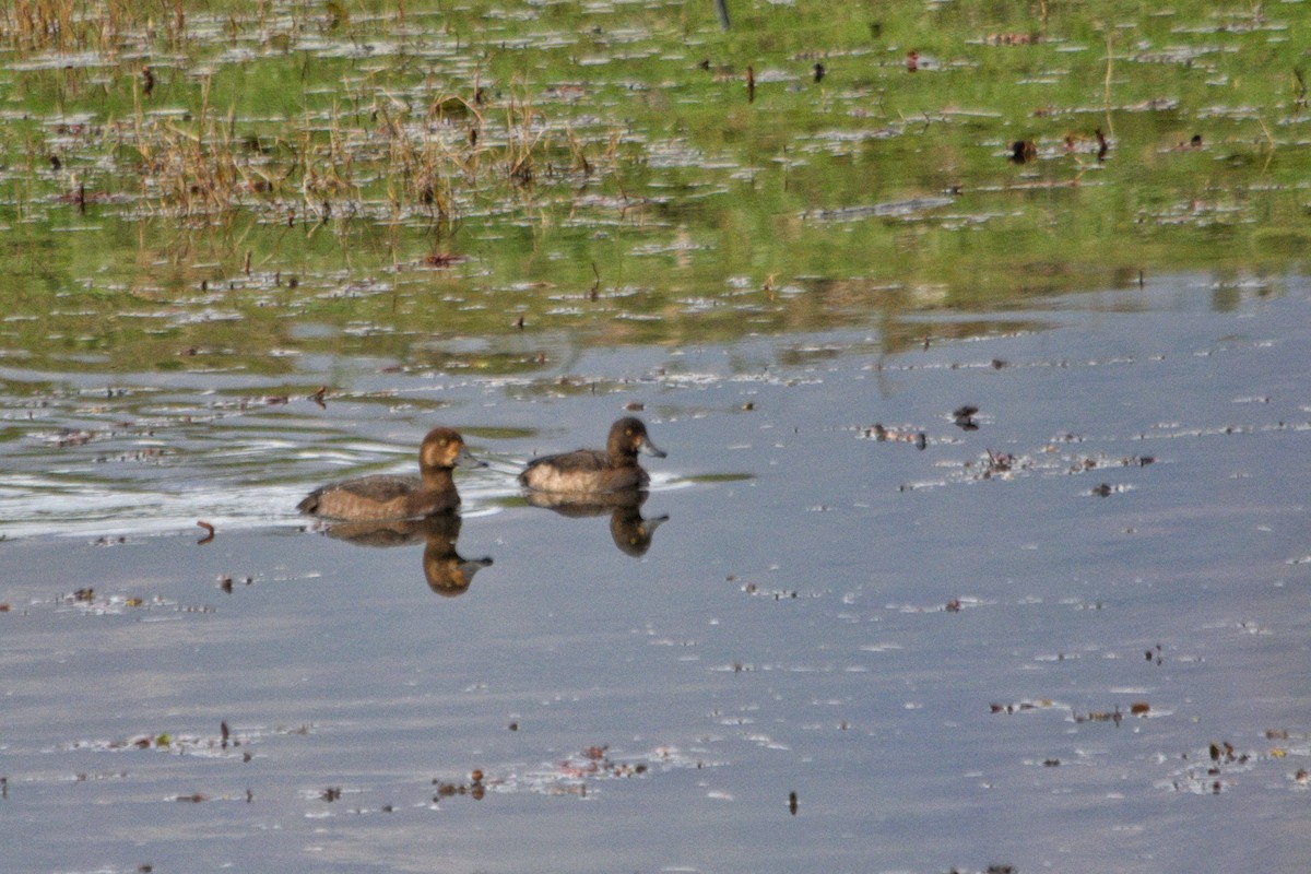Greater Scaup - ML386948121