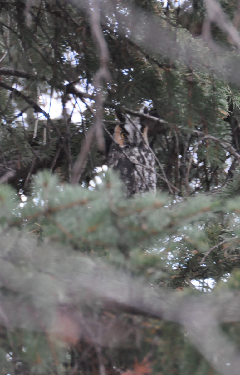 Long-eared Owl - ML386953841