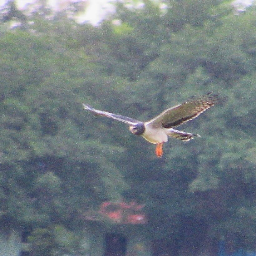 Long-winged Harrier - Isa Navarro G