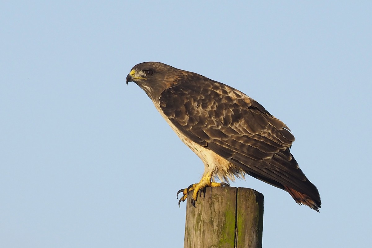Red-tailed Hawk - ML386960791