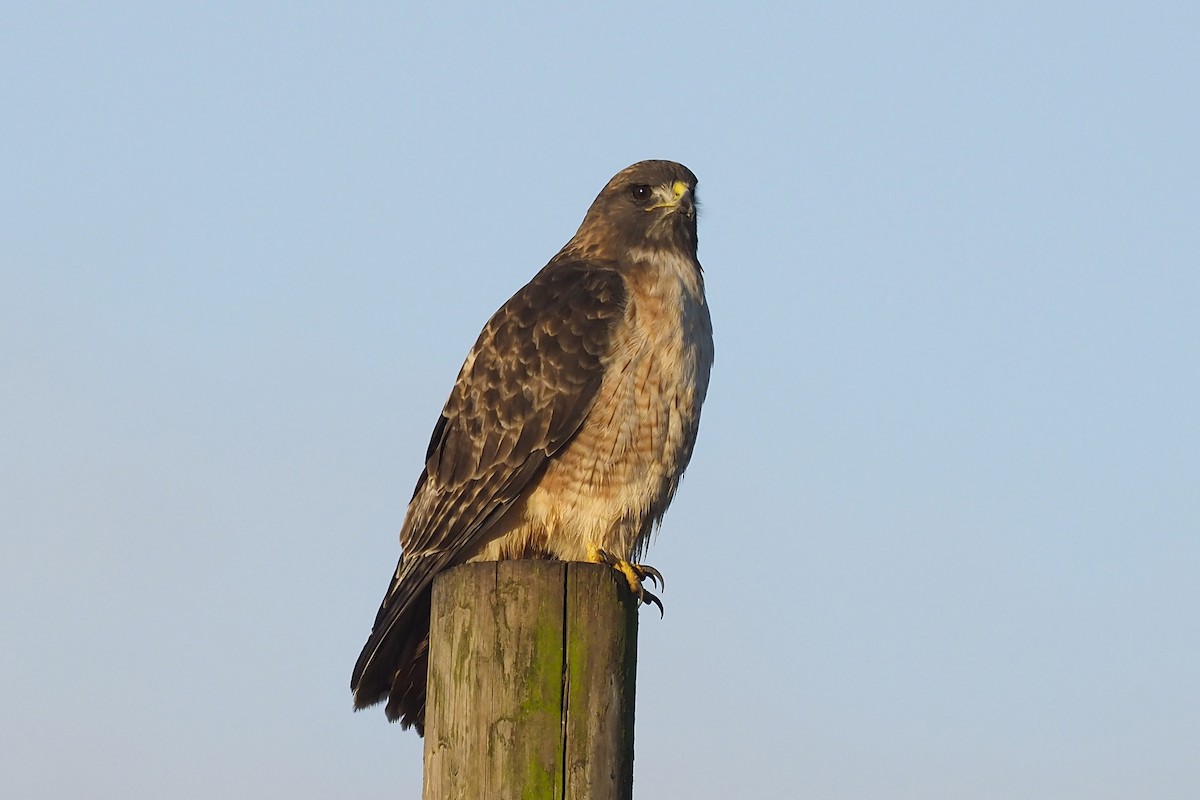 Red-tailed Hawk - ML386960801