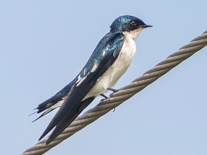 Pied-winged Swallow - Per Smith