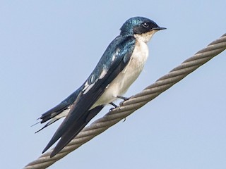  - Pied-winged Swallow