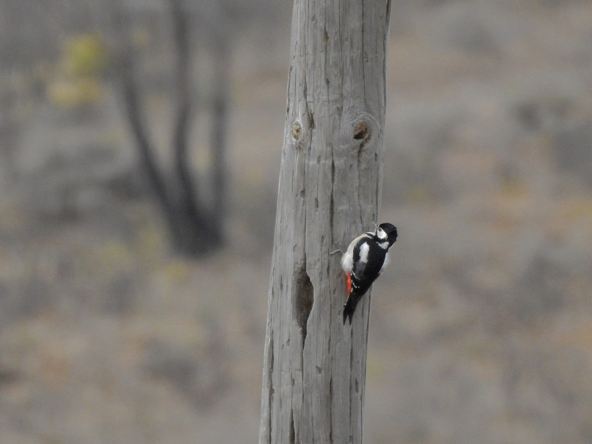 Great Spotted Woodpecker - ML386970461