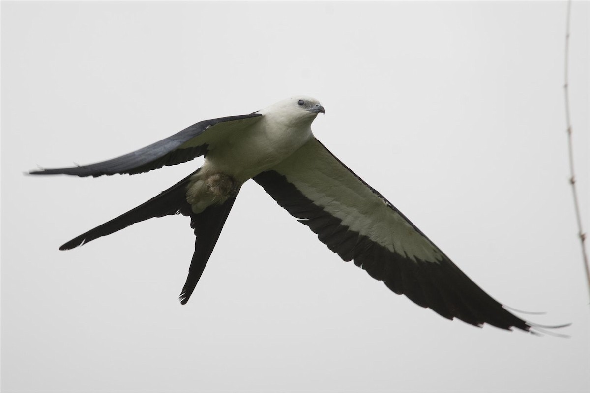 Swallow-tailed Kite - Marco Silva