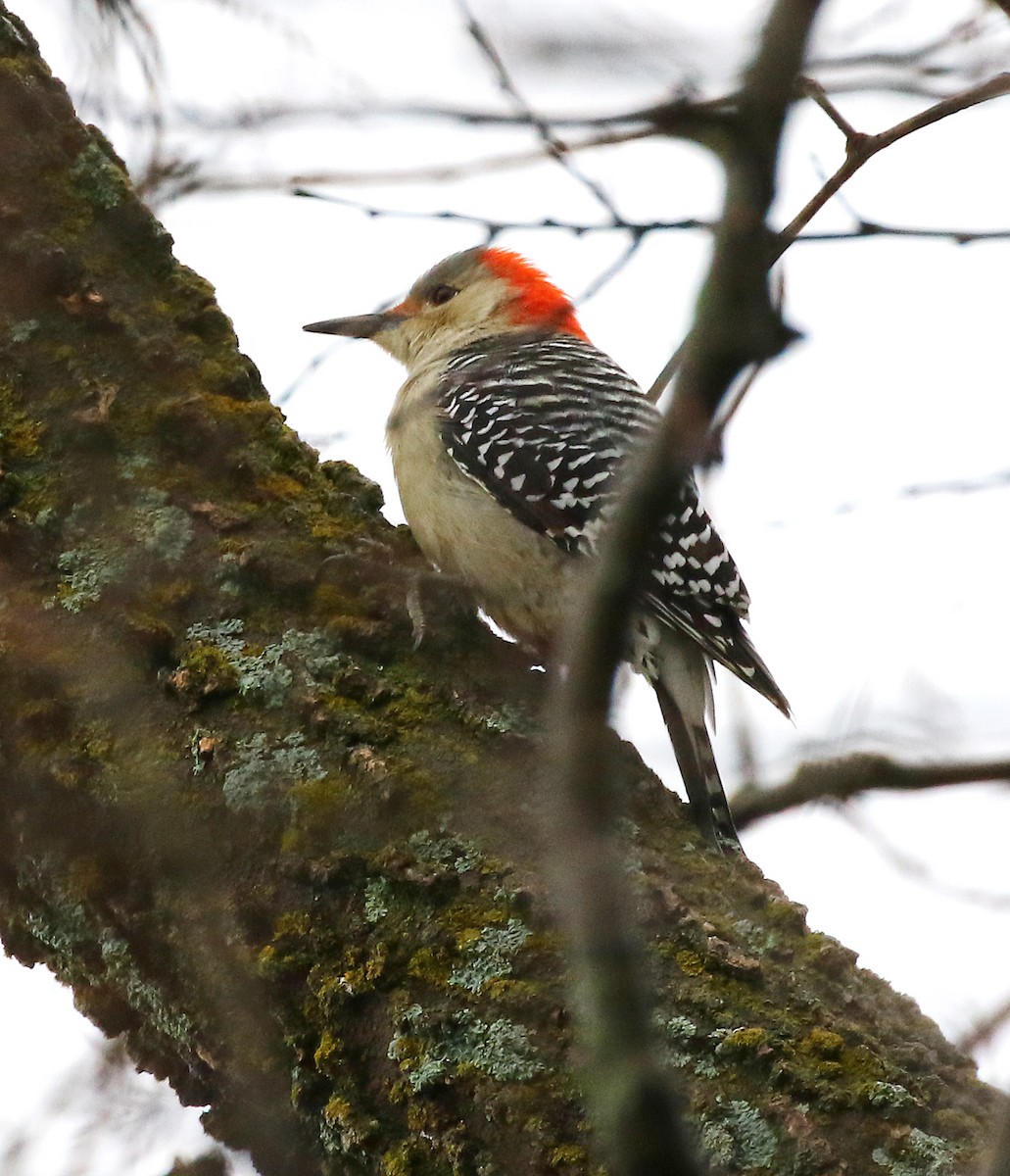 Red-bellied Woodpecker - Janette Liddle