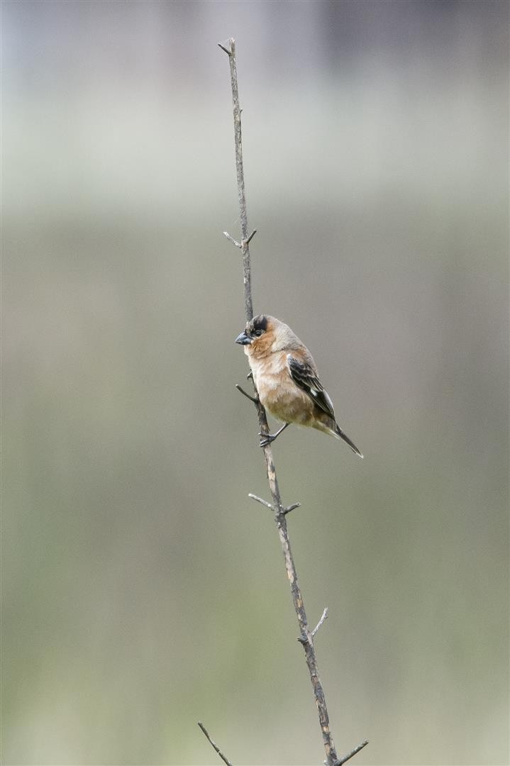 Copper Seedeater - ML38697571