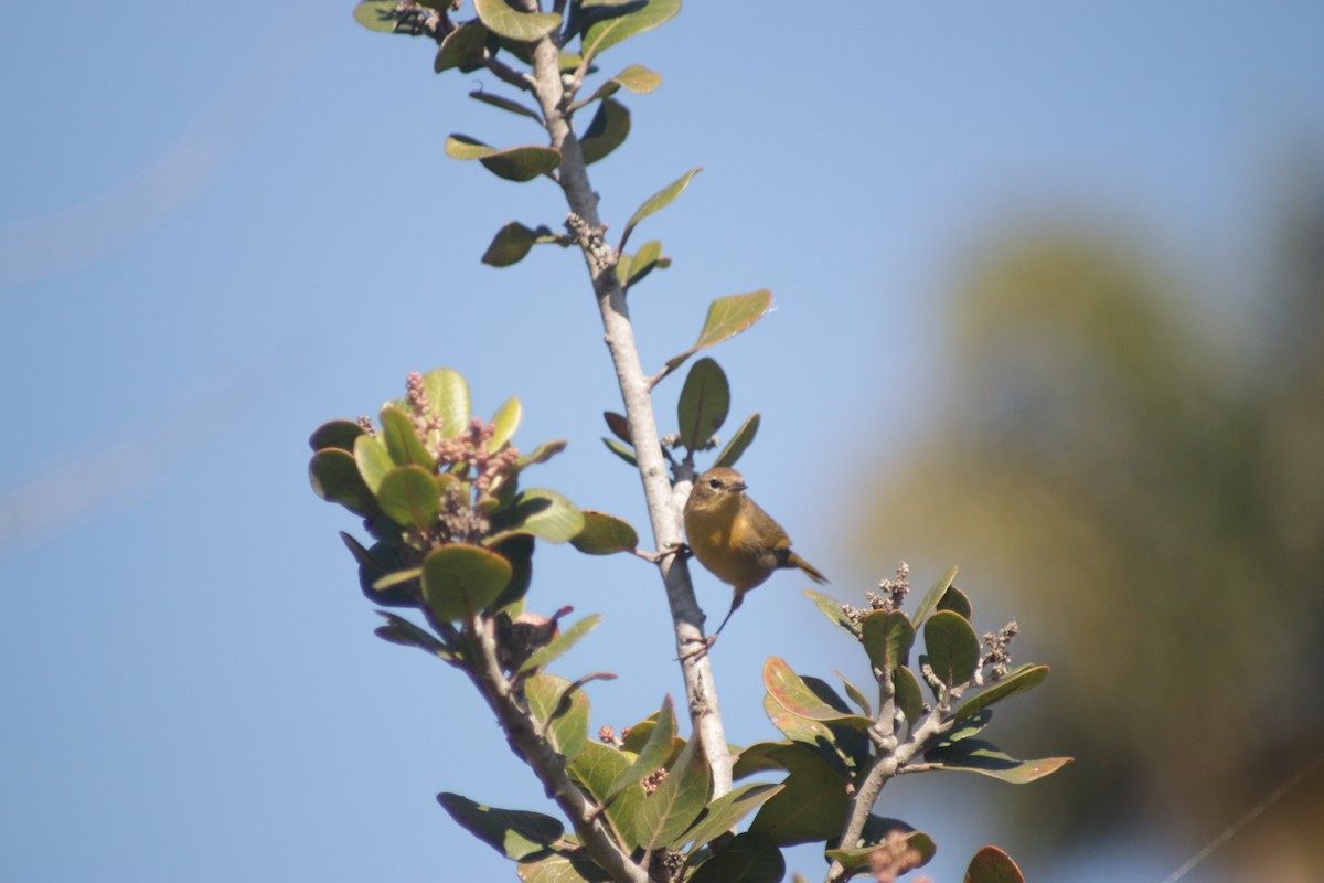 Orange-crowned Warbler - ML386976571
