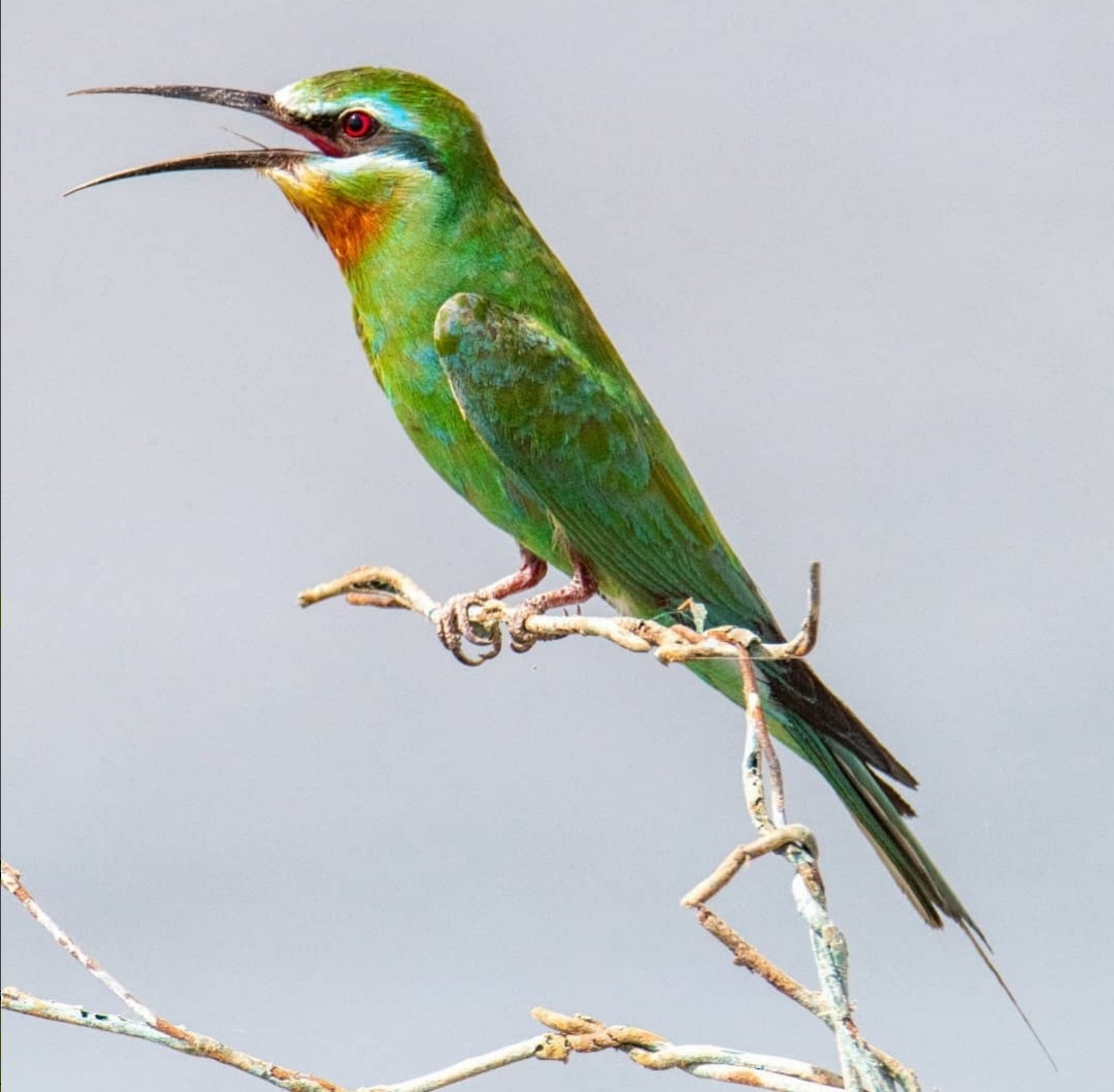 Blue-cheeked Bee-eater - ML386978221