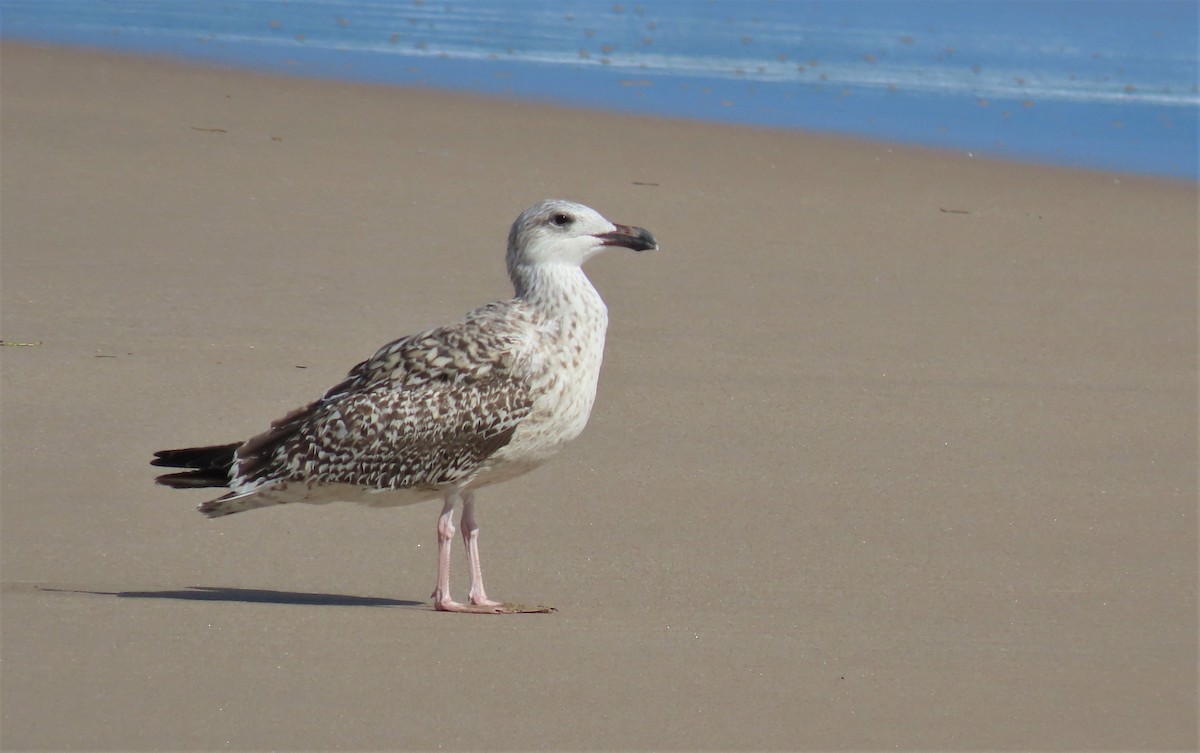 Great Black-backed Gull - Susan Young