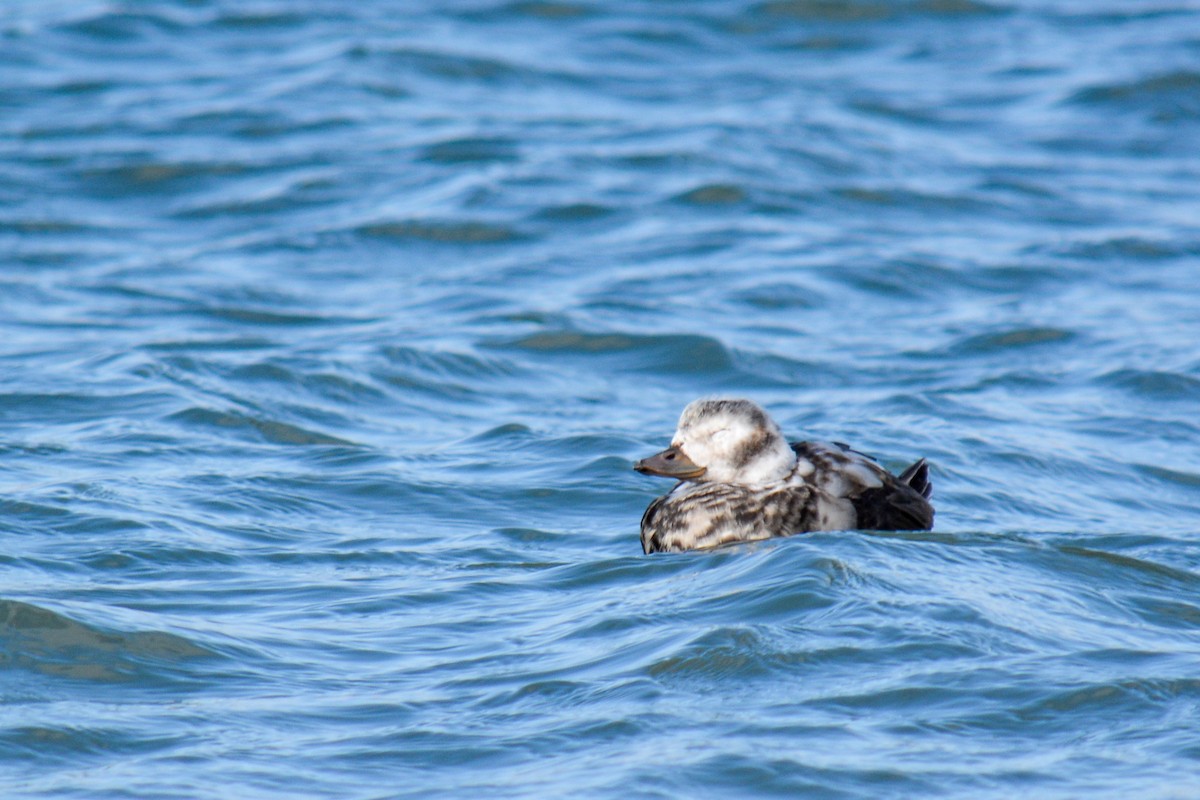 Long-tailed Duck - ML386979461