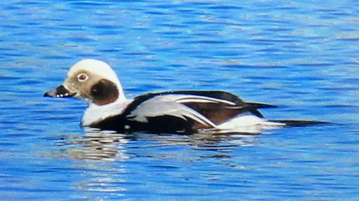 Long-tailed Duck - ML386986521