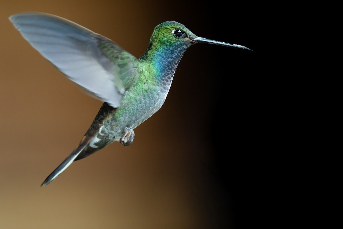 kolibřík zelenohřbetý - ML386988631