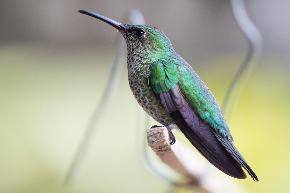 Many-spotted Hummingbird - Ben  Lucking