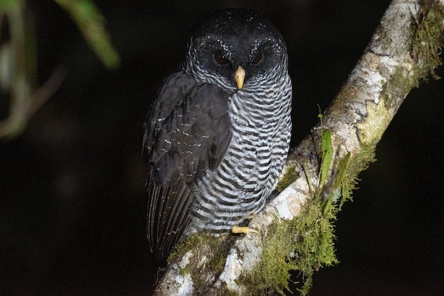 Chouette rayée - eBird