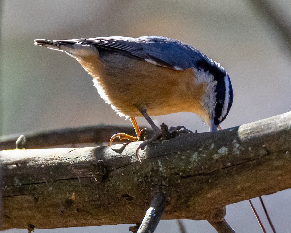 Red-breasted Nuthatch - Kelly White