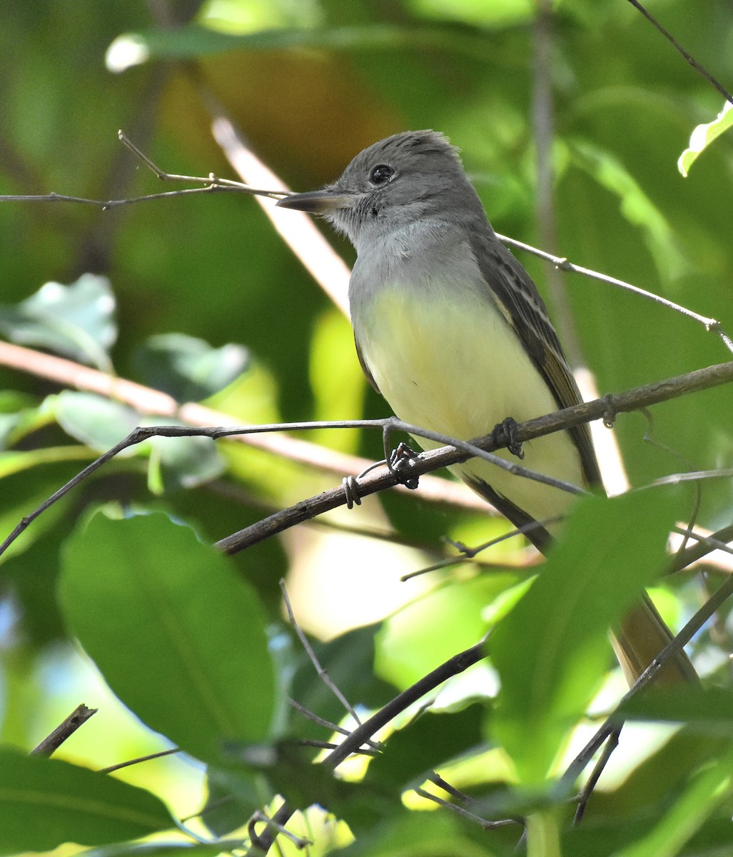 Great Crested Flycatcher - ML387009541