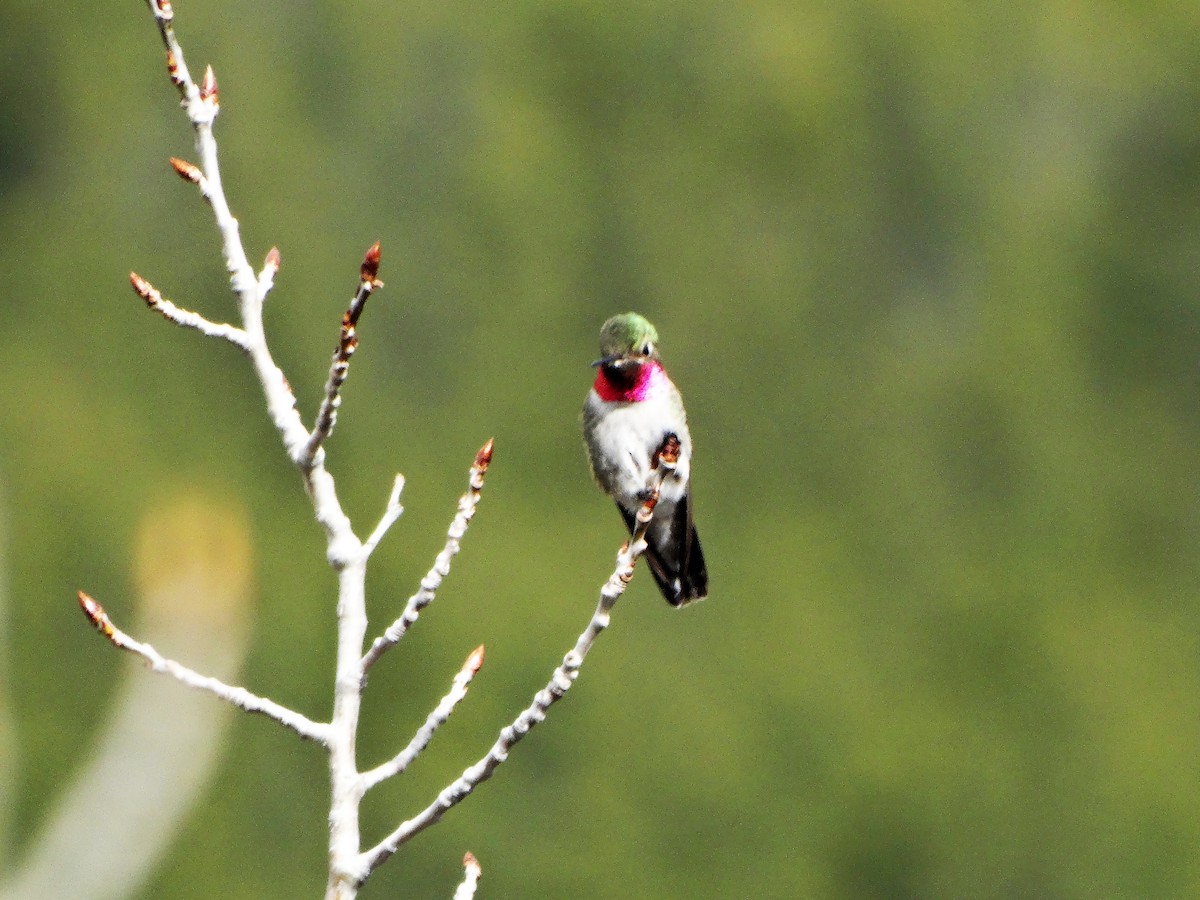 Broad-tailed Hummingbird - Brian Johnson