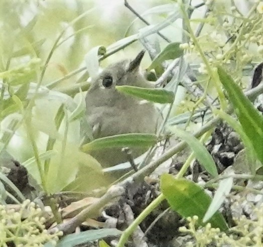 Ruby-crowned Kinglet - Mary-Rose Hoang