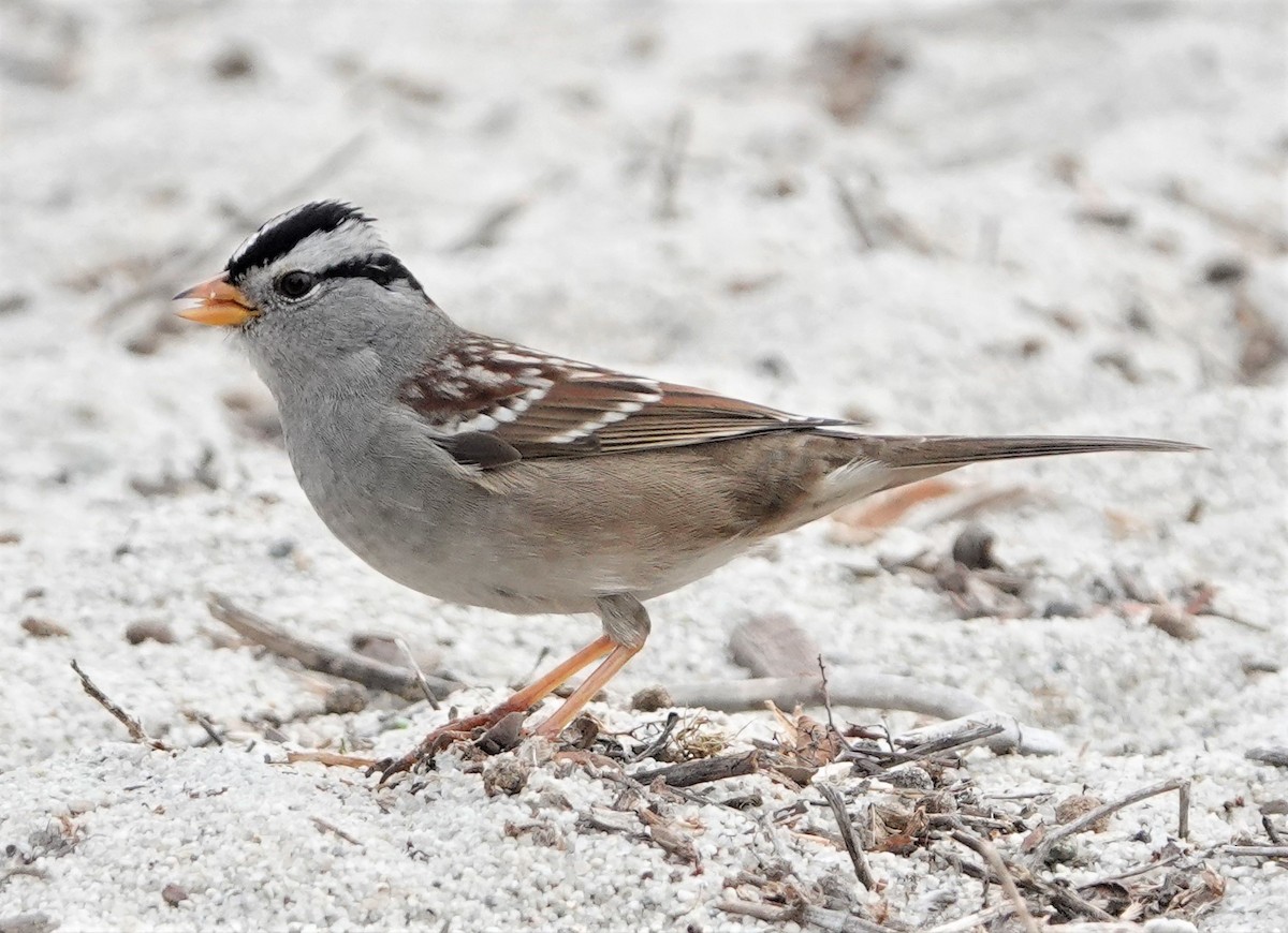 White-crowned Sparrow - ML387012301