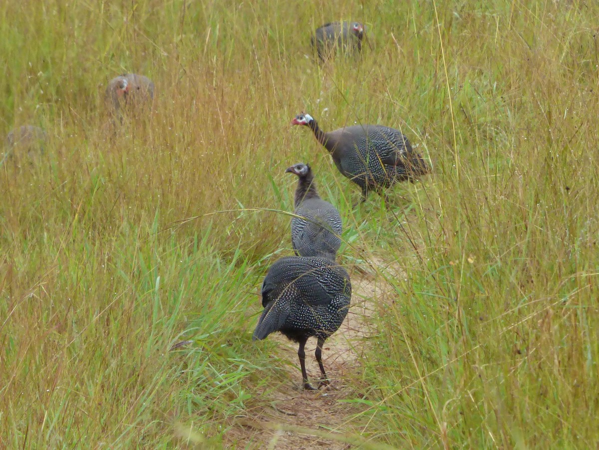 Helmeted Guineafowl (West African) - ML387014671