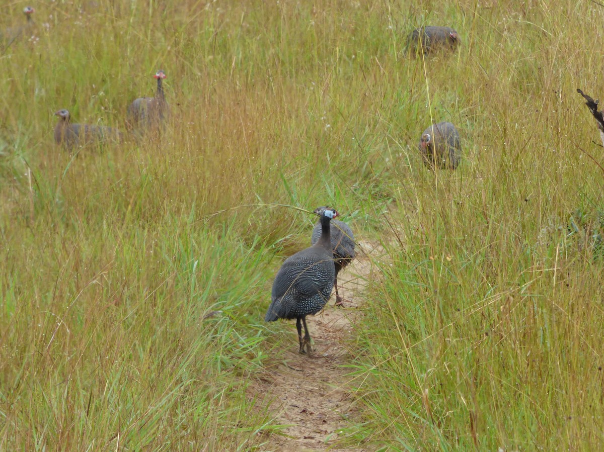Helmeted Guineafowl (West African) - ML387014681