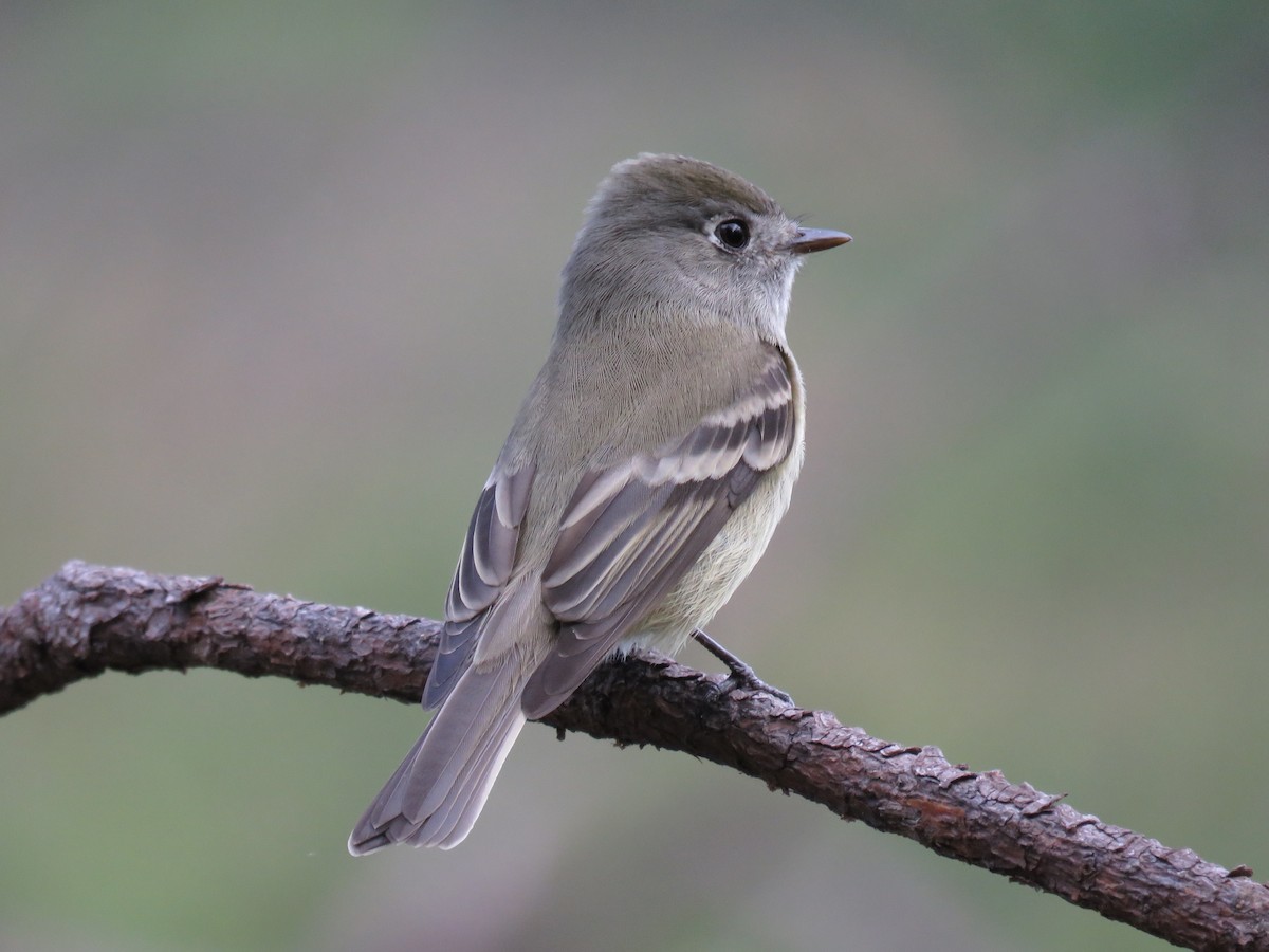 Hammond's Flycatcher - John van Dort