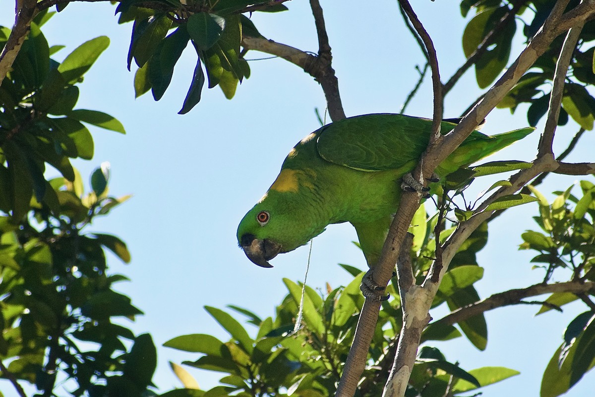 Yellow-naped Parrot - ML387018341