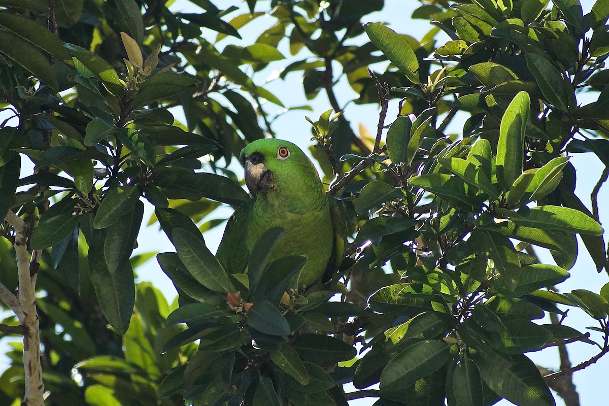 Yellow-naped Parrot - ML387018511