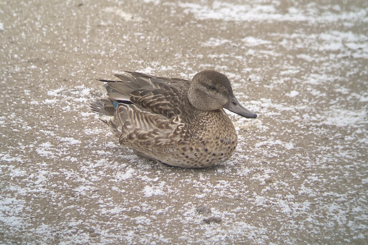 Green-winged Teal - ML387019031
