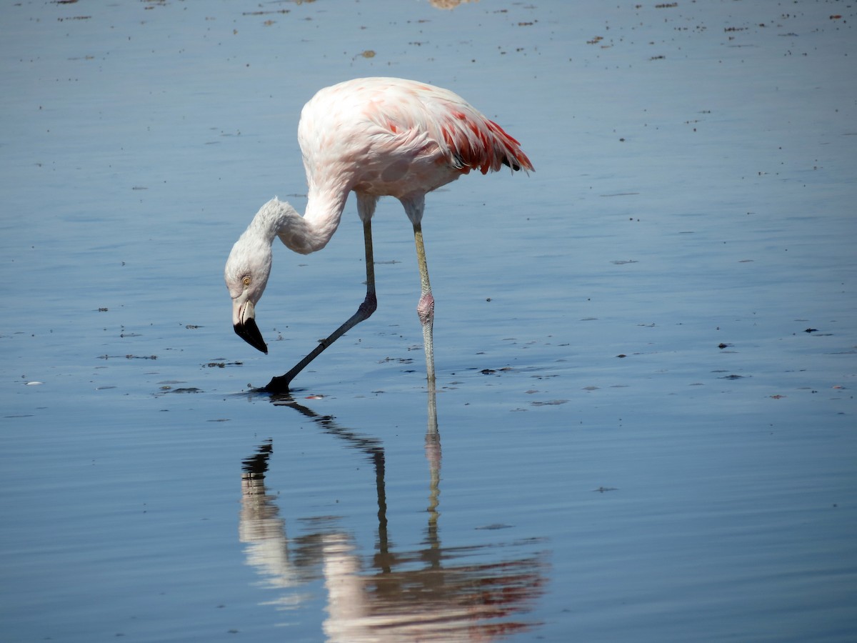 Chilean Flamingo - Daniel Matamoros