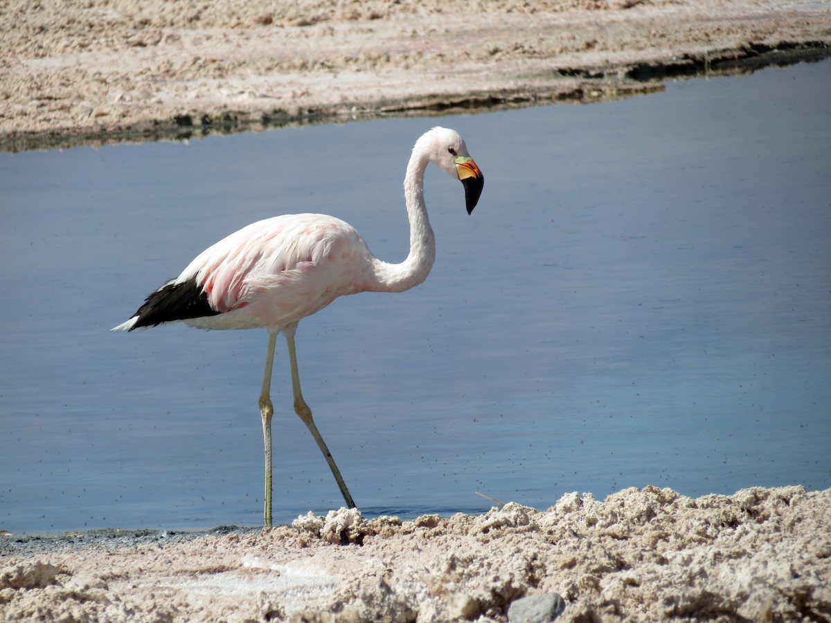 Andean Flamingo - ML387020561