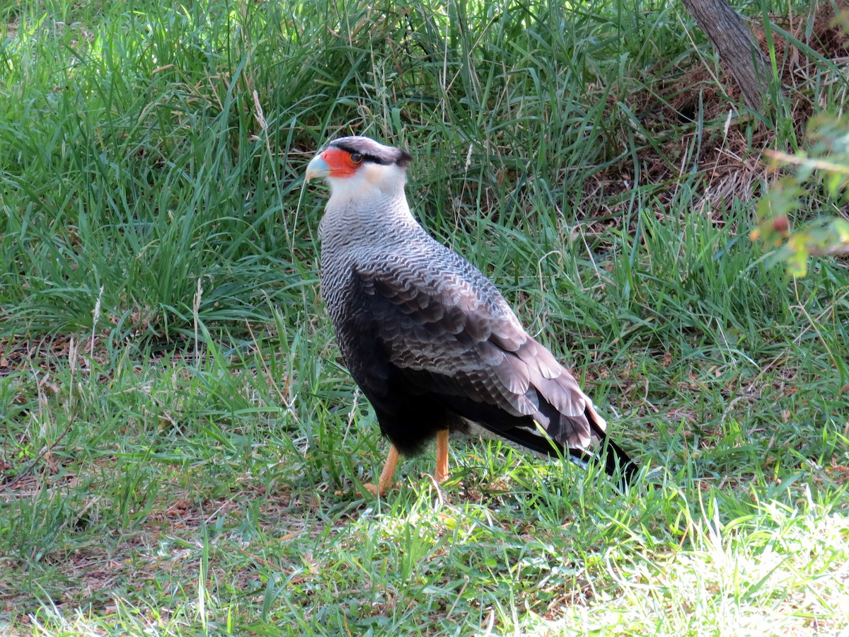 Crested Caracara (Southern) - ML387021021