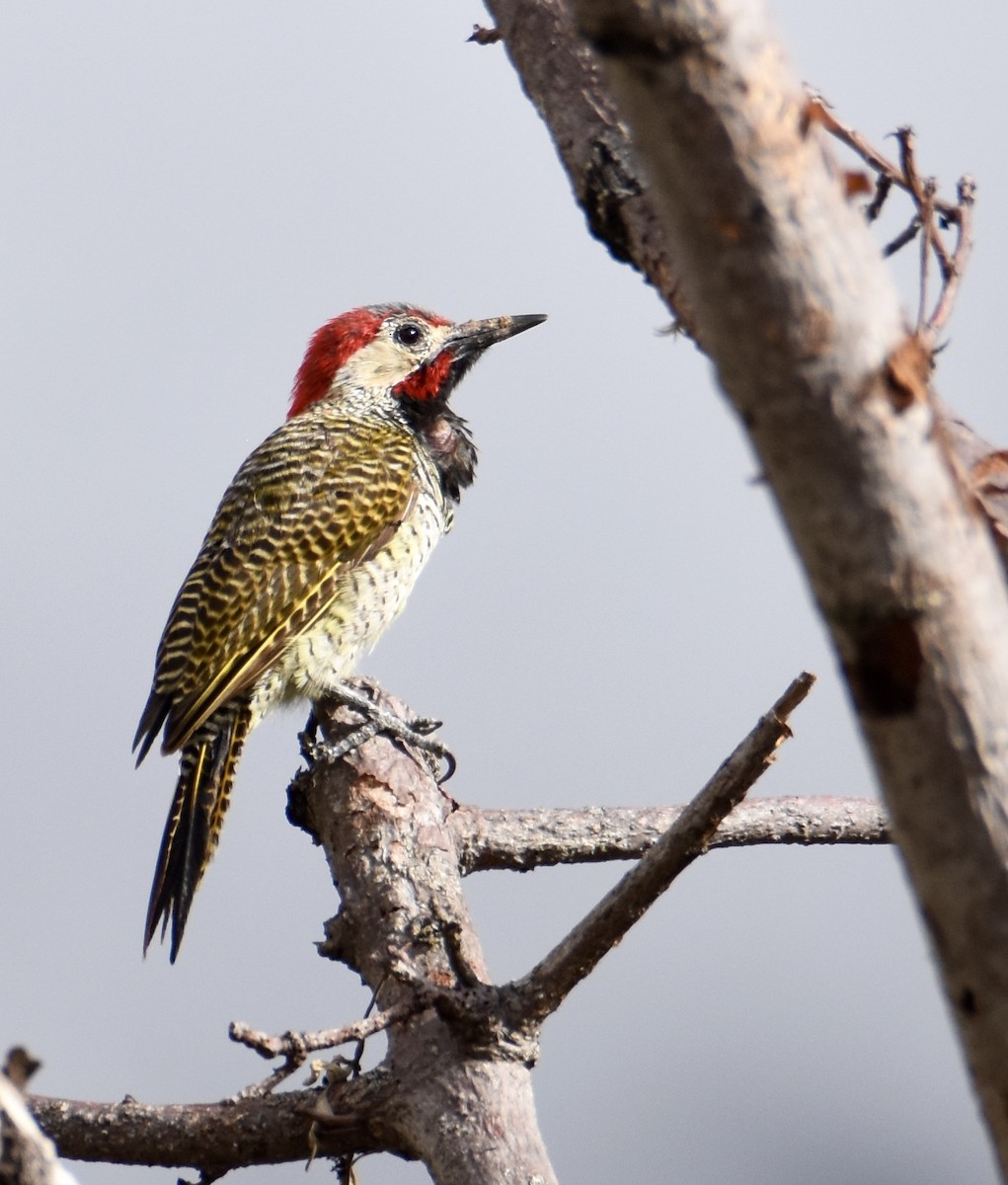 Black-necked Woodpecker - ML38702241