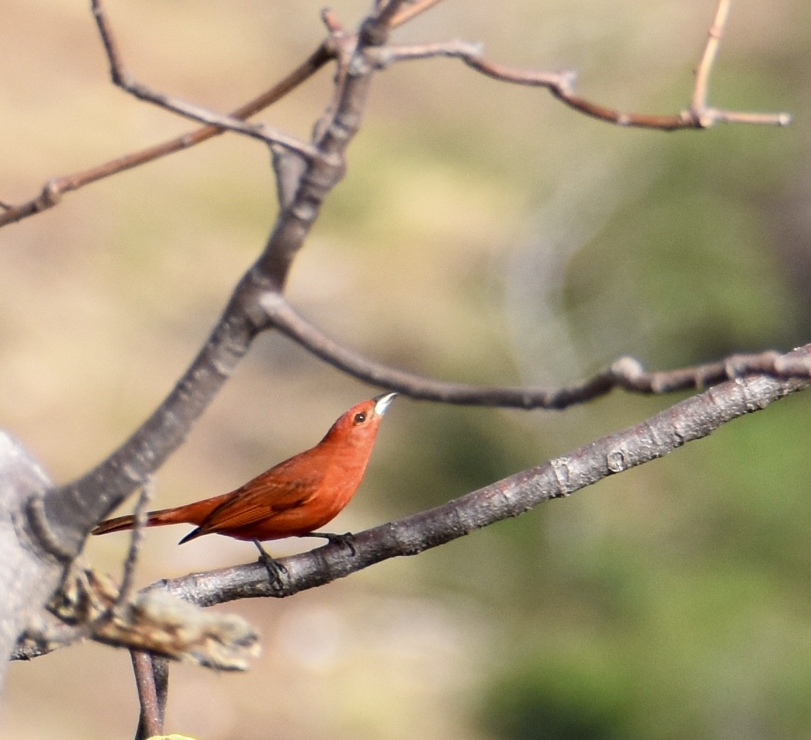 Hepatic Tanager (Highland) - ML38702351