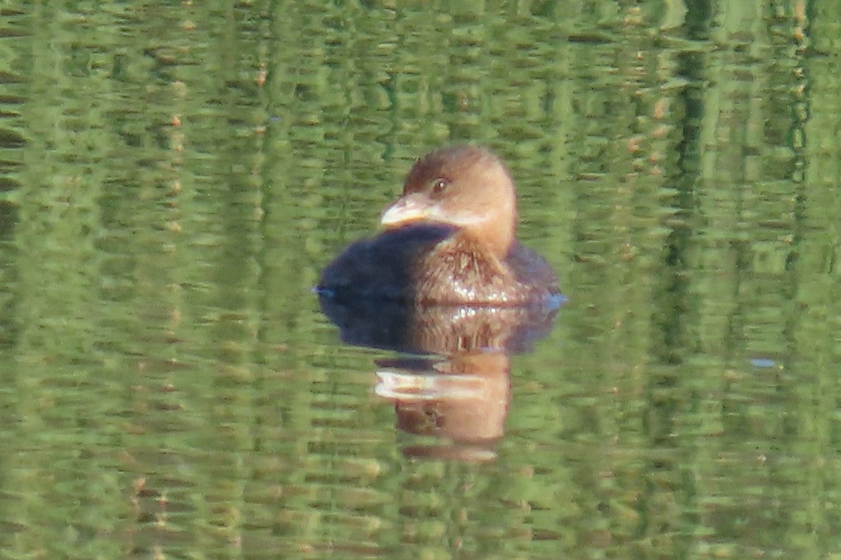 Pied-billed Grebe - Becky Marvil
