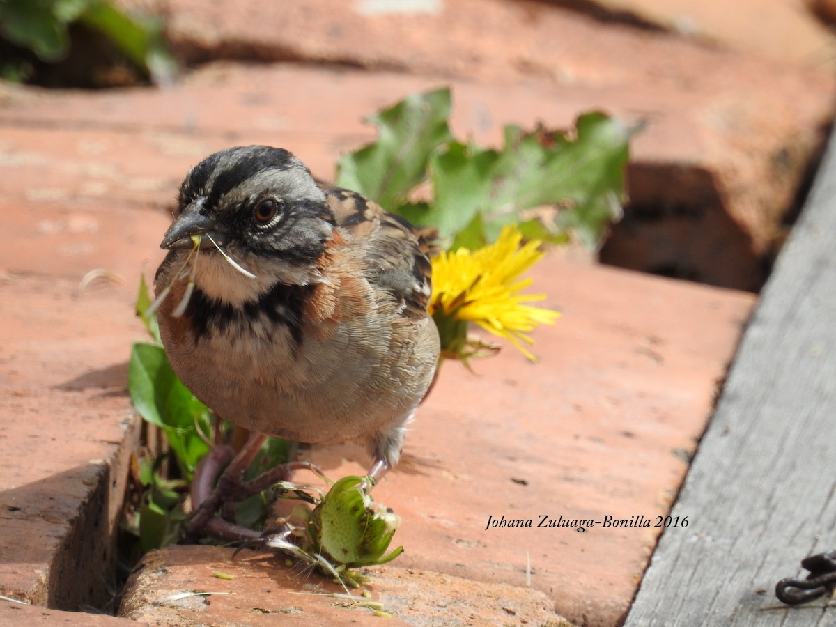 Rufous-collared Sparrow - Johana Zuluaga-Bonilla