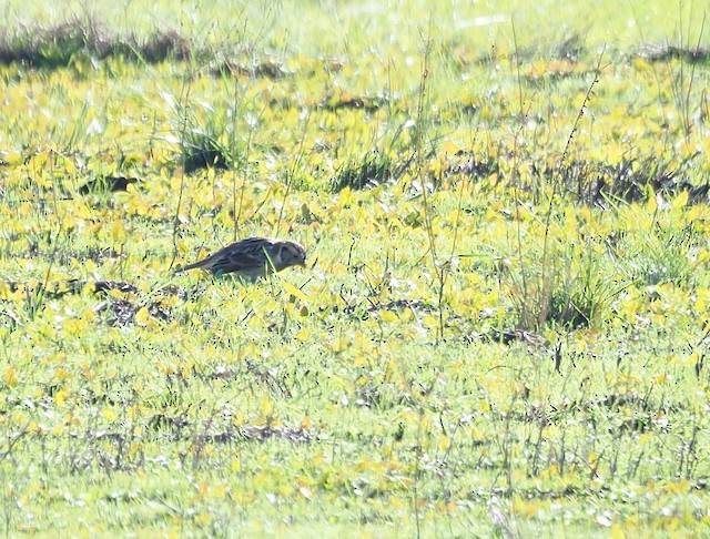 Lapland Longspur