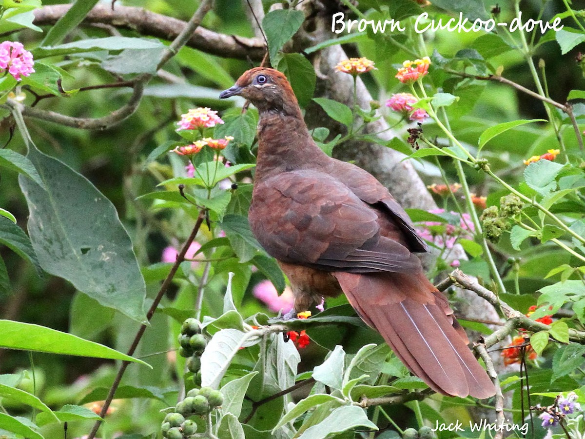 Brown Cuckoo-Dove - ML387047731