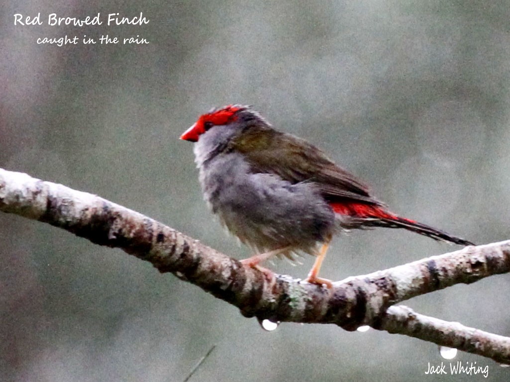 Red-browed Firetail - ML387048041