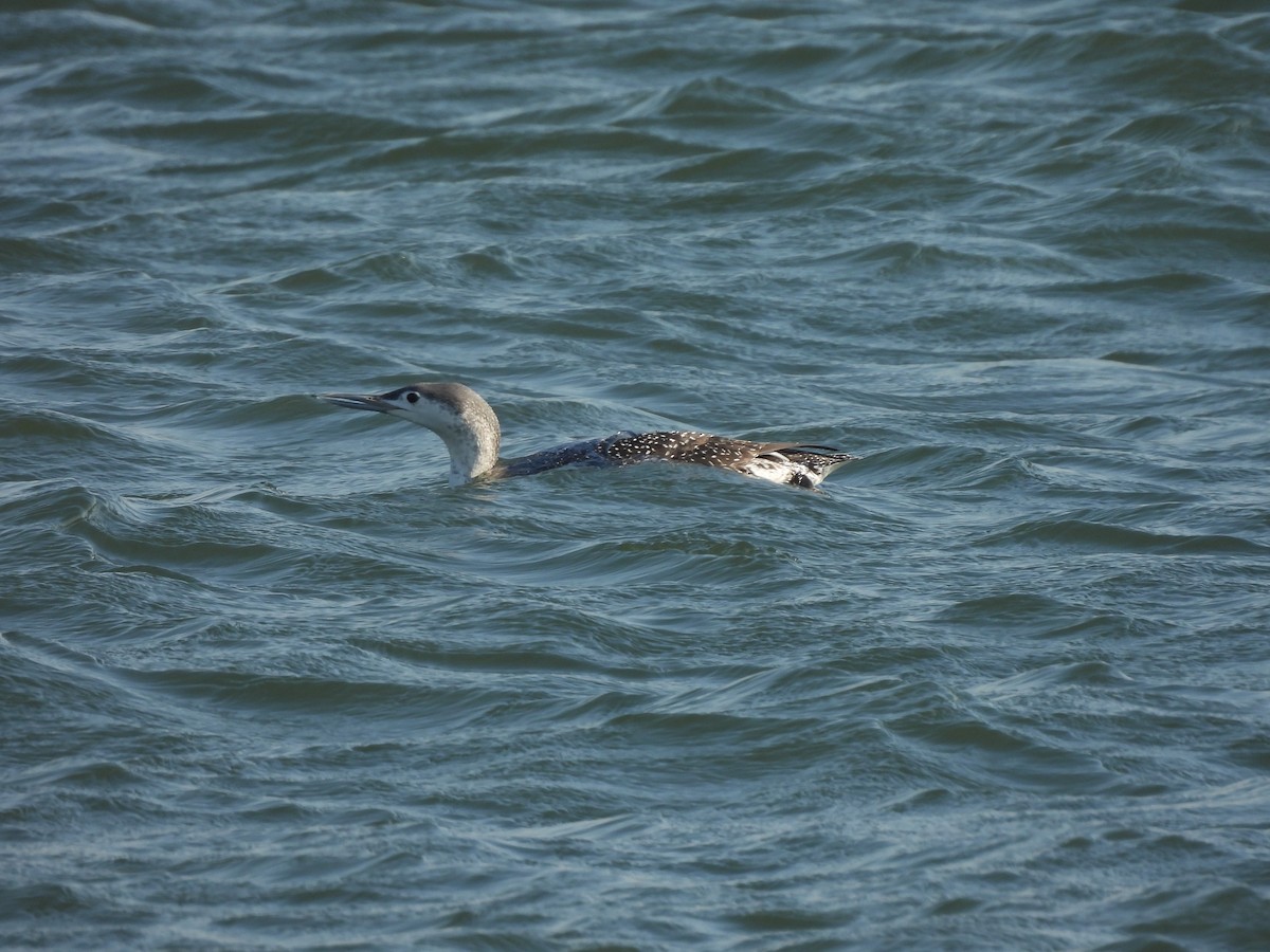 Red-throated Loon - ML387054791