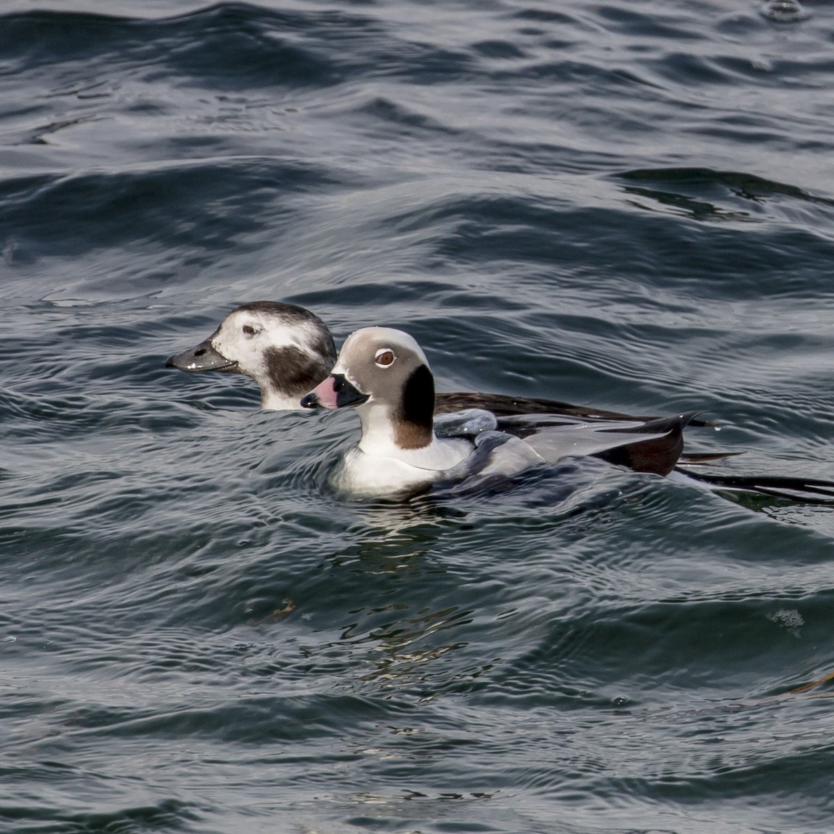 Long-tailed Duck - ML38705631
