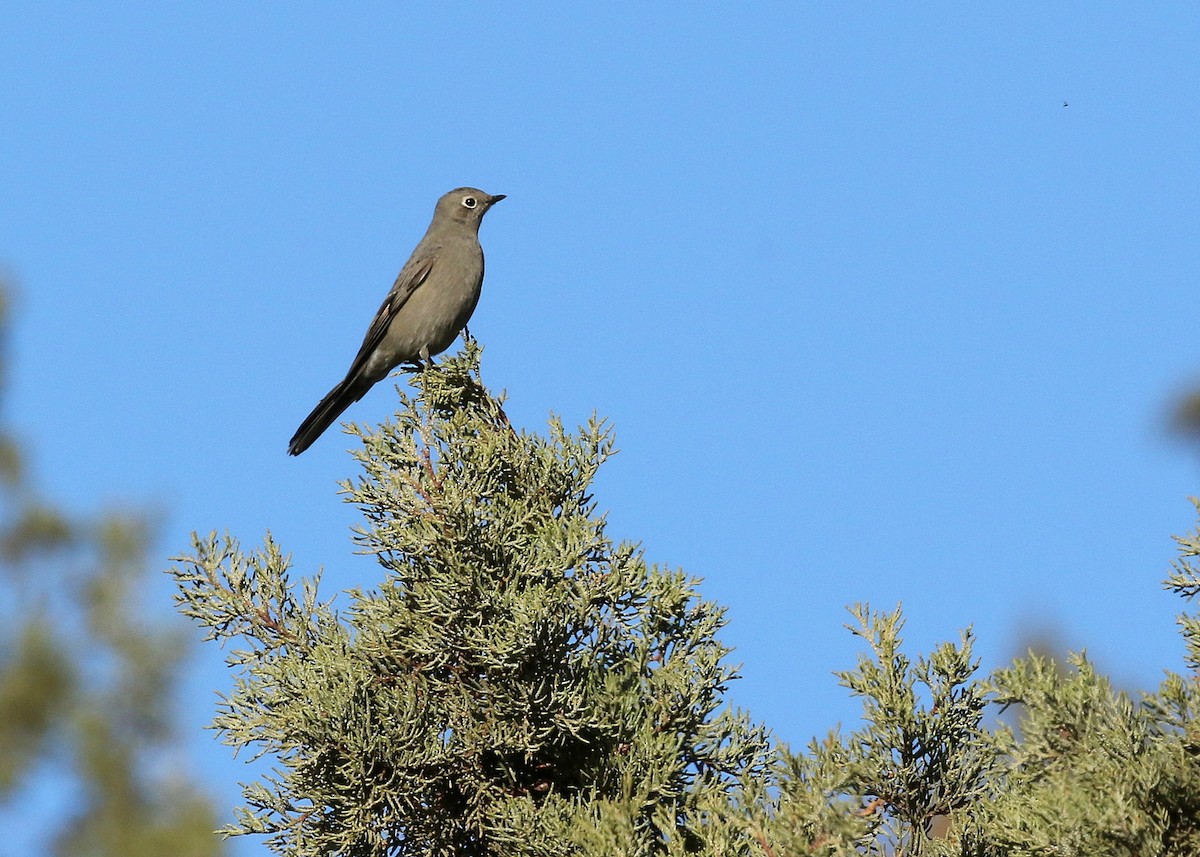 Townsend's Solitaire - ML387056991