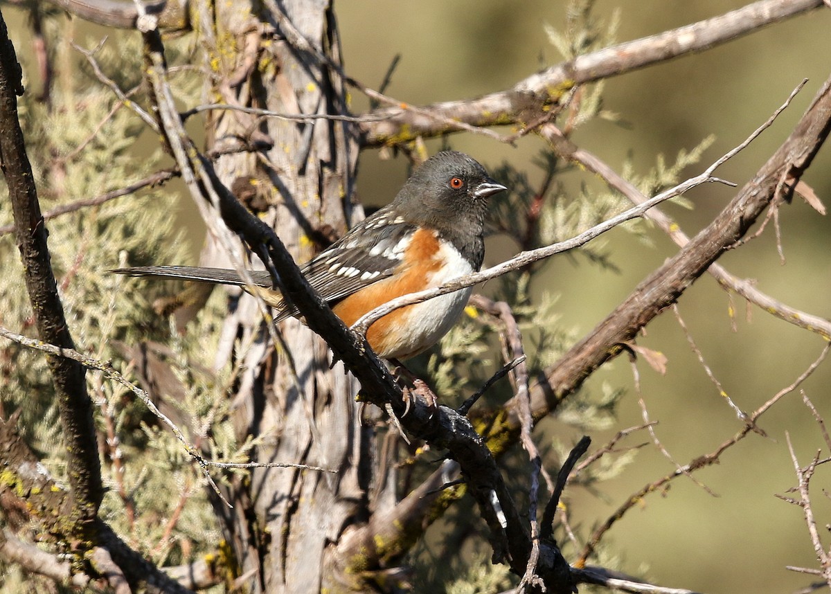 Spotted Towhee - ML387059211