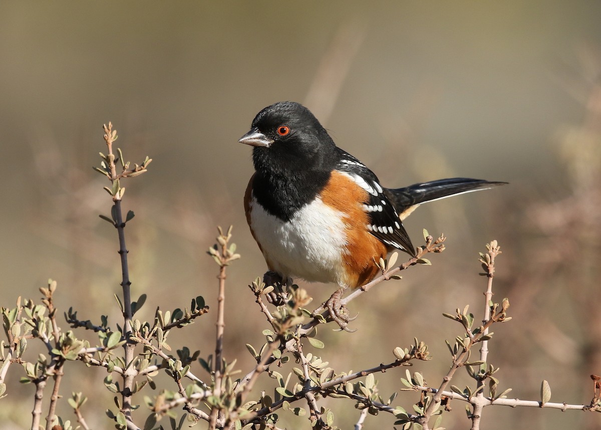 Spotted Towhee - ML387059221