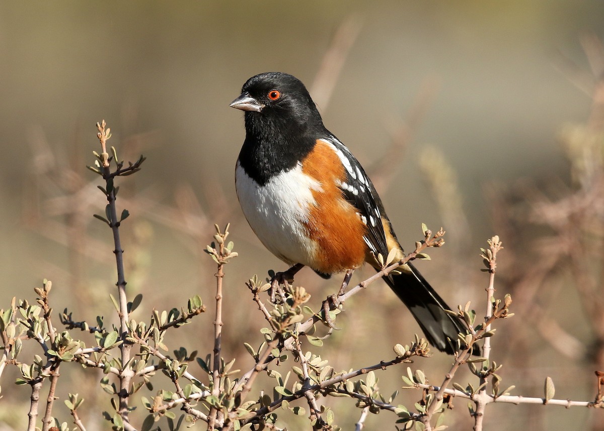 Spotted Towhee - ML387059231